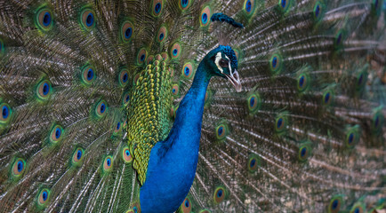 Obraz premium A Strutting Peacock