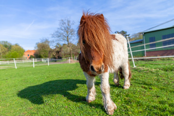 Portrait of a Shetlandpony on a green meadow