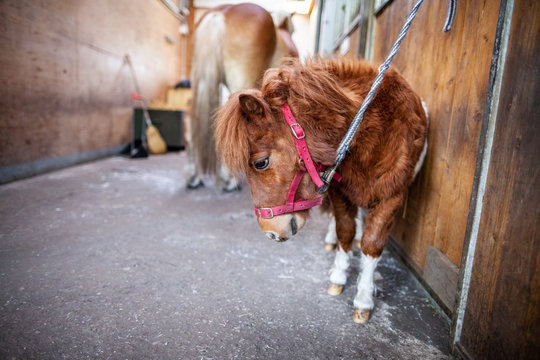 Portrait of a Shetlandpony in a stable