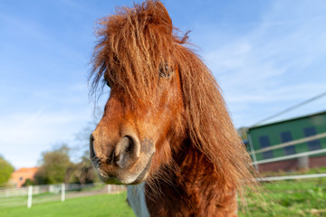Portrait of a Shetlandpony on a green meadow
