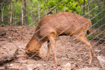 dear in the zoo