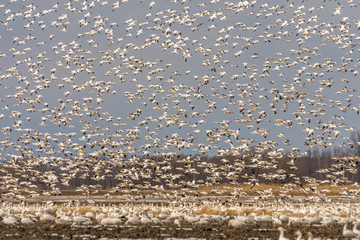 Snow geeses taking off for it migration