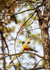 Spring Robin Bird in Tree