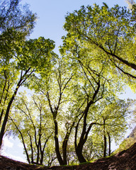 Tall Oak Trees standing tall Light shining through branches