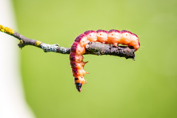 Red-yellow Caterpillar on branch
