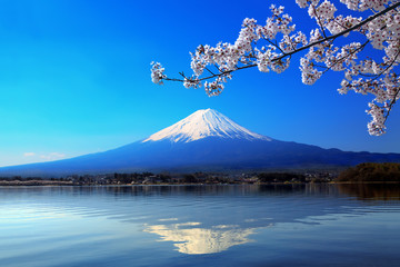 Naklejka premium 富士山と河口湖に写る逆さ富士に桜の花