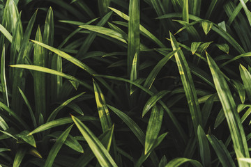 Close up of fresh green grass