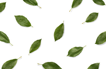Leaves. Pattern with fresh green leaves on white background. Flat lay, top view 