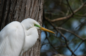 Great Egret Preening