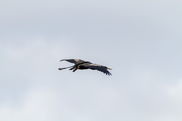 Anhinga in flight wings flat