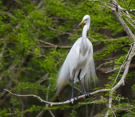 Great Egret Preening