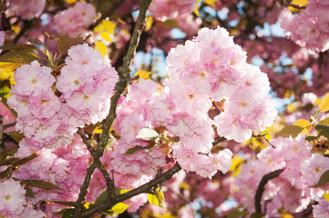 Mirabellgarten, Salzburg, Frühling, Sommer, Blumen