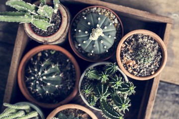 Fototapeta na wymiar Close up image of different kinds of cactus