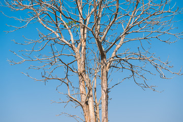 The old and completely dry tree growing against the blue sky