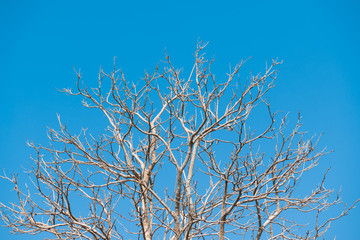 The old and completely dry tree growing against the blue sky