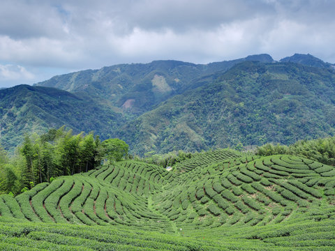 The shape of tea garden like chinese bakua symbol (eight trigrams) in Nantou, Taiwan   