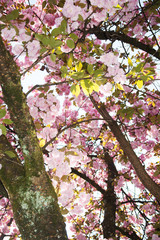 Mirabellgarten, Salzburg, Frühling, Sommer, Blumen