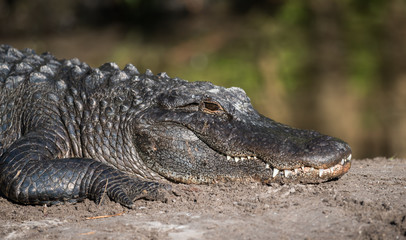 Obraz premium Alligator in Florida