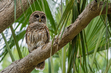 Barred Owl