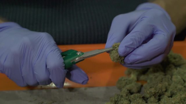 Person trimming chunks of marijuana with secateurs.
