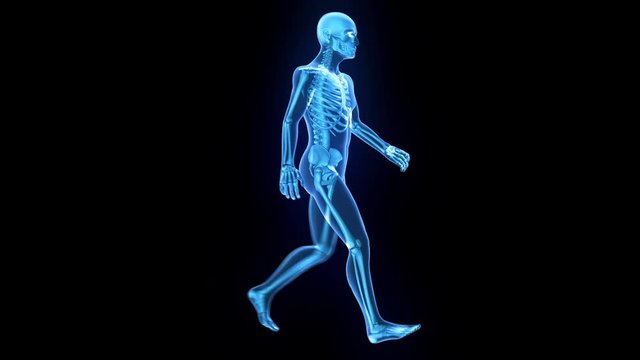 X-Ray of human 3D model walking with matte key included