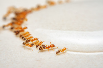 ants found sugar and eat in row with orderly