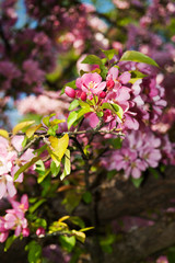 Mirabellgarten, Salzburg, Frühling, Sommer, Blumen