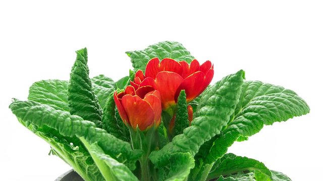 Timelapse of a red pimrose primula acaulis flower blooming on black background side view