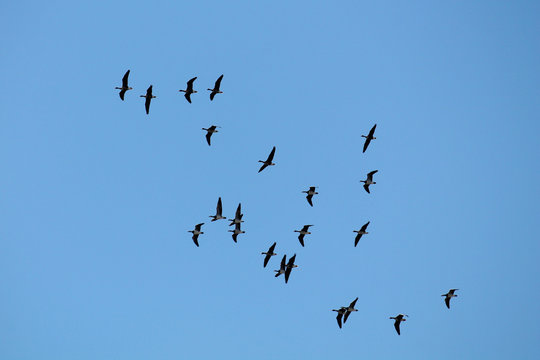 Flying wild Greater white-fronted geese (Anser albifrons) and barnacle geese (Branta leucopsis) against clear blue sky. Flock on spring migration