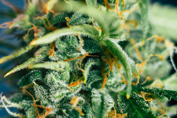 Macro shot trichomes on buds weed cannabis with sugar trichomes. concepts of grow and use of...