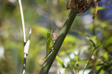 Anole in Territorial Display