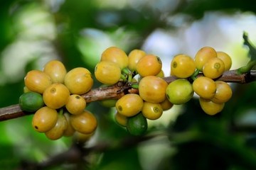 Yellow typical coffee on tree