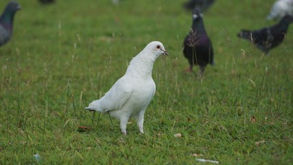 white and black pigeon in Phnom Penh, Cambodia