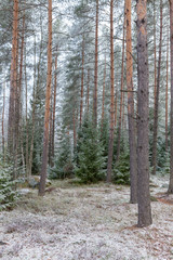 Fresh snow in forest