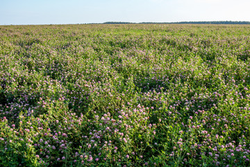 Clover field
