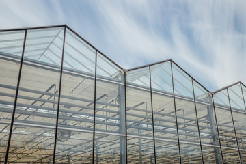 Fototapeta premium Modern greenhouse for growing vegetables and flowers on sky background