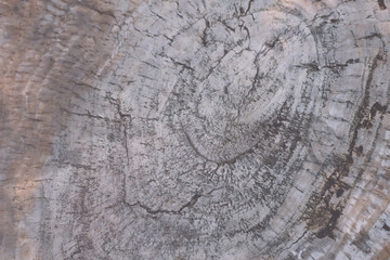 texture of tree stump