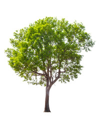 Green tree isolated on a white background.