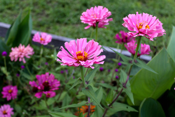 Obraz premium Girassol rosa