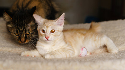 Mom is a cat and a cute red kitten. Breed Kurilian Bobtail. Hypoallergenic breed of cats