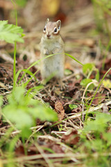 Naklejka na ściany i meble A curious Chipmunk in the Siberian nature reserve Stolby.