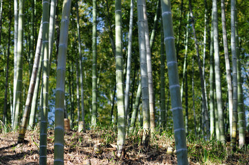 Bamboo grove-6
