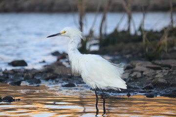 Heron Standing on Lake's Edge