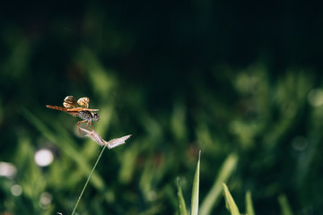dragonfly on grass
