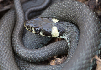 Closeup of grass snake, Natrix natrix