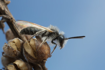 Small sallow mining bee, Andrena praecox on dry plant