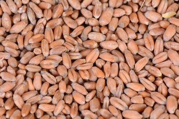 Wheat grains