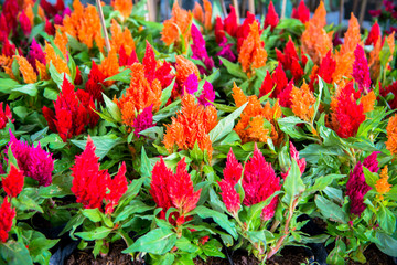 lowers in the garden receive sunlight.