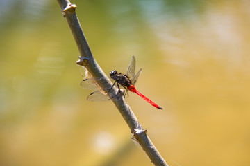 Red Dragonfly On Twig #2