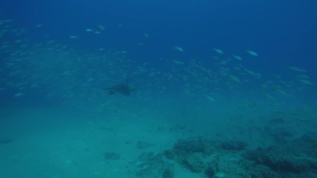 Sea turtle resting in the reefs of Cabo Pulmo National Park, Cousteau once named it The world's aquarium. Baja California Sur,Mexico.